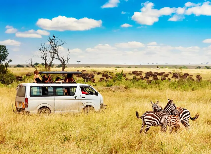 Safari